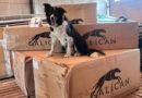 El agility colombiano estrena pista Galican